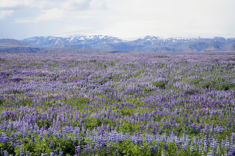 Lupins, Iceland